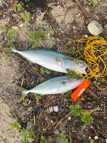 ハマチの釣果