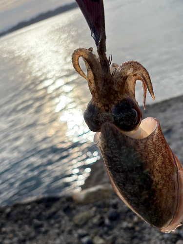 コウイカの釣果