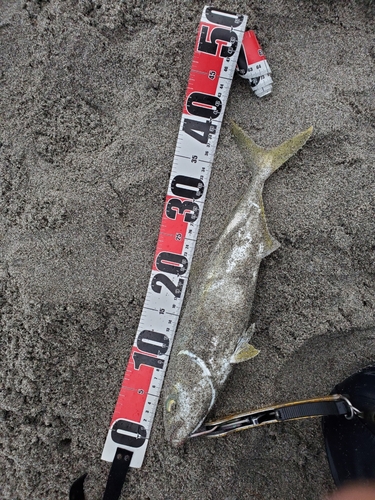 ツバスの釣果