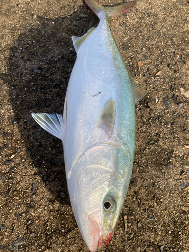 ハマチの釣果