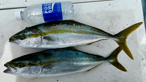 ブリの釣果