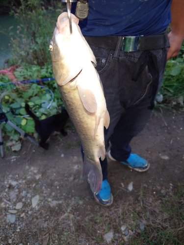 フナの釣果