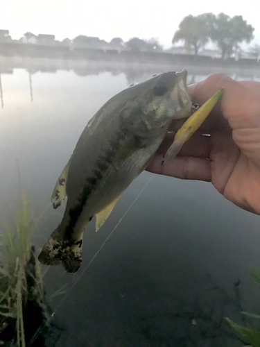 ラージマウスバスの釣果