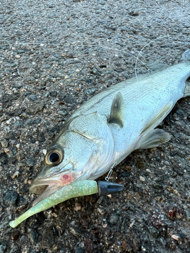 スズキの釣果