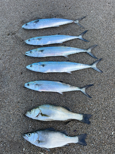 サゴシの釣果