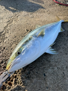 ブリの釣果