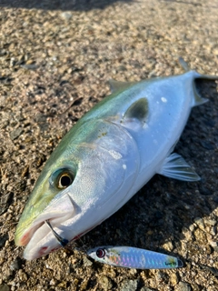 ハマチの釣果