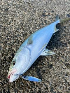 ハマチの釣果