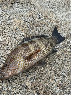 オオモンハタの釣果