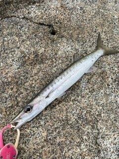 タイワンカマスの釣果