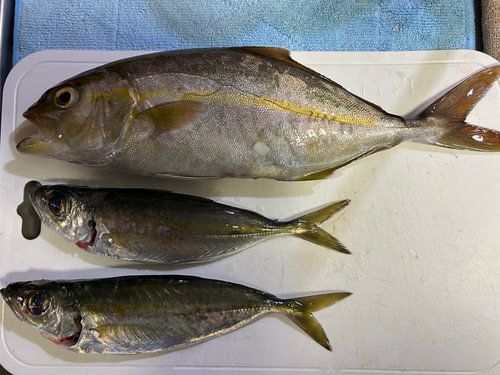 カンパチの釣果