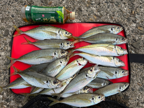 アジの釣果