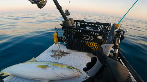 ワラサの釣果