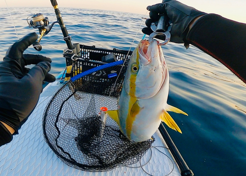 ヒラマサの釣果