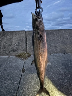 サゴシの釣果