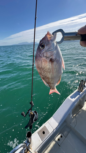 タイの釣果