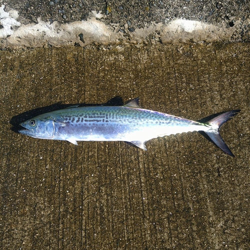 サゴシの釣果