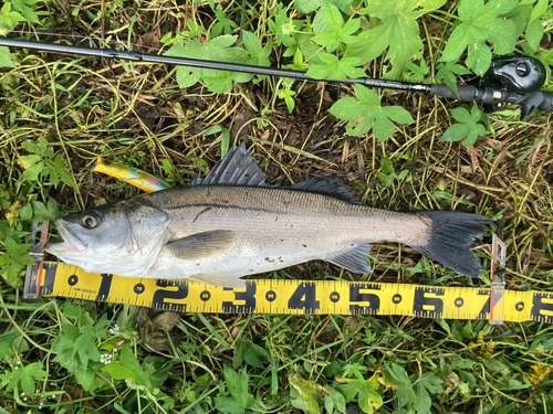 シーバスの釣果