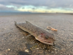 エソの釣果