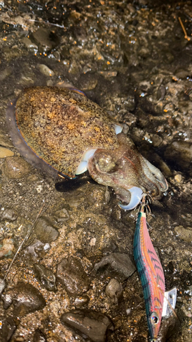 コウイカの釣果