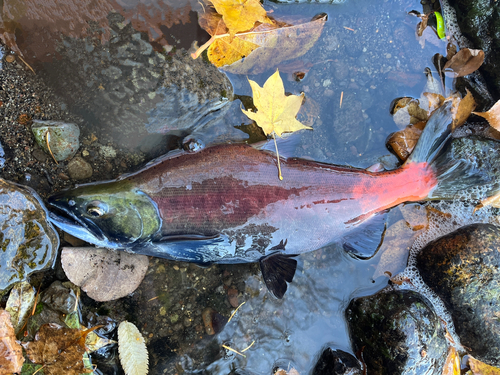 ヒメマスの釣果