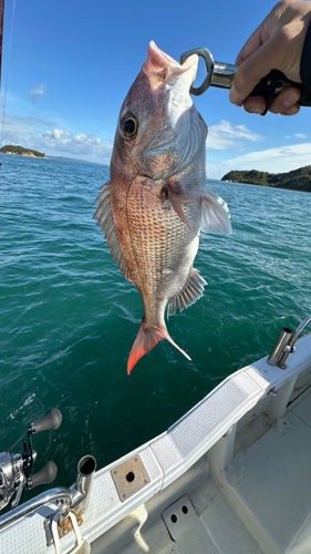 タイの釣果