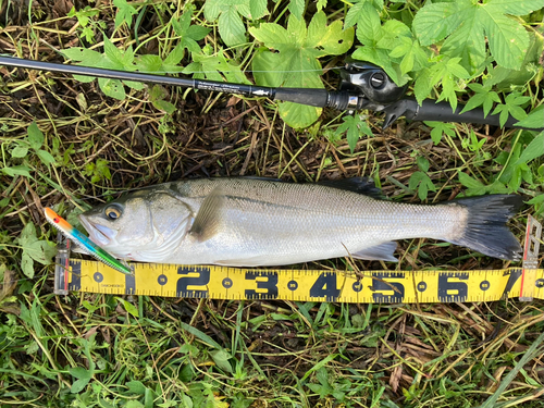 シーバスの釣果