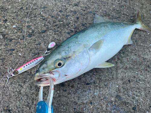 ハマチの釣果