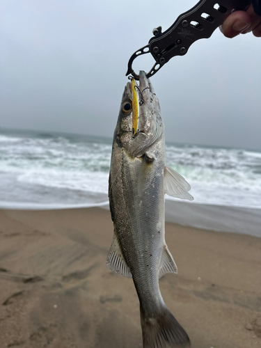 スズキの釣果