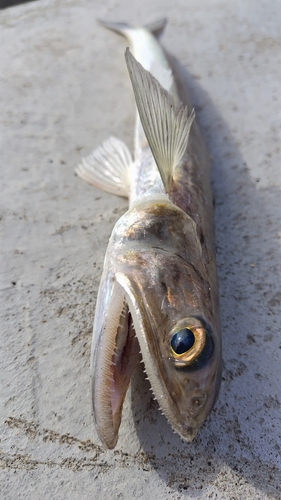 エソの釣果