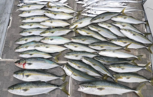 メジロの釣果