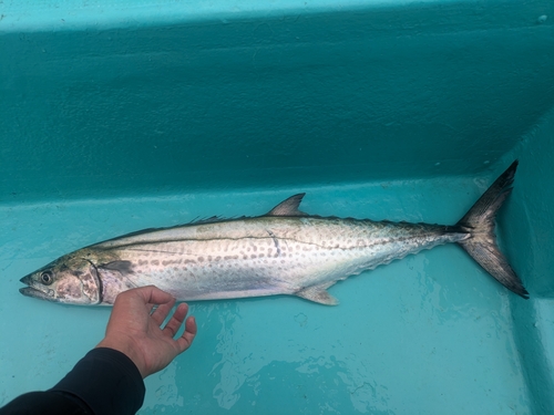 サワラの釣果