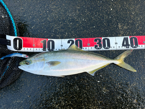 ハマチの釣果