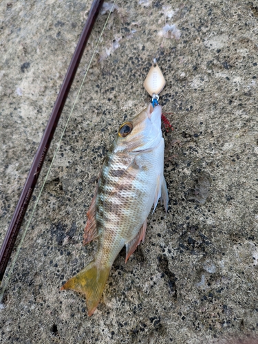 クチナジの釣果