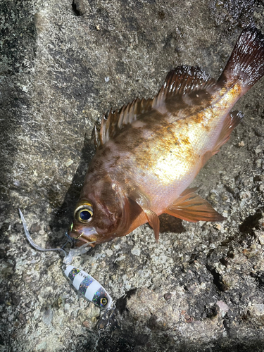 メバルの釣果