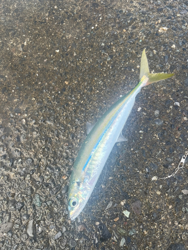 ムロアジの釣果