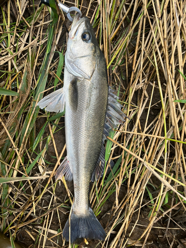 スズキの釣果