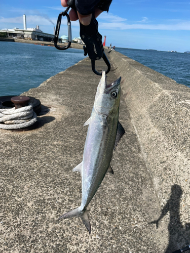 サゴシの釣果