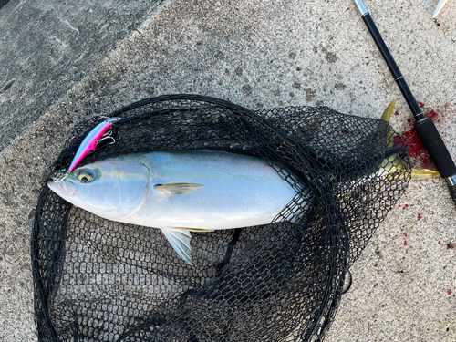 ハマチの釣果