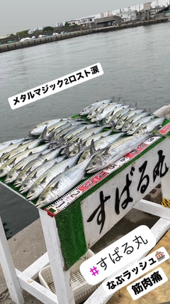 サゴシの釣果