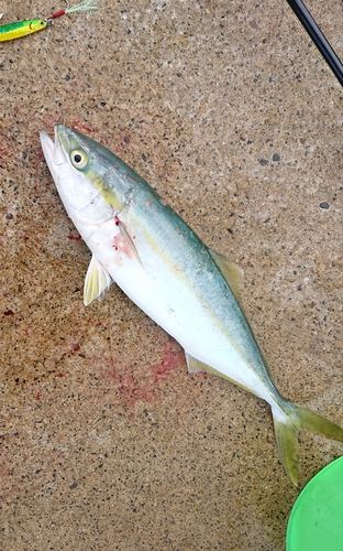 ワカシの釣果