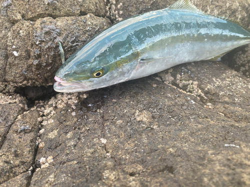 イナダの釣果