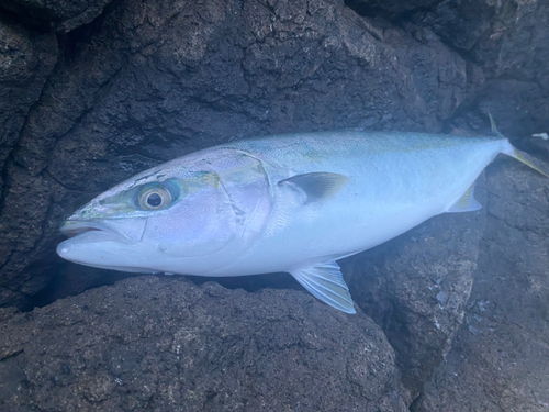 イナダの釣果