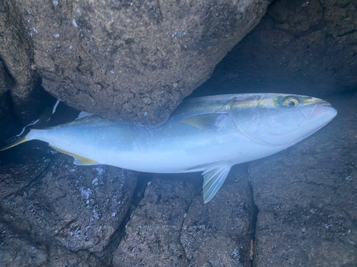 イナダの釣果