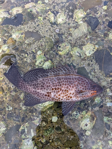 オオモンハタの釣果