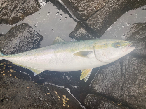 イナダの釣果