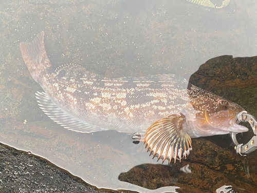 アイナメの釣果