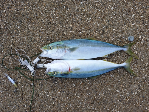 イナダの釣果