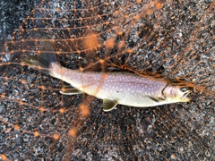 アメマスの釣果