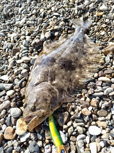 ヒラメの釣果